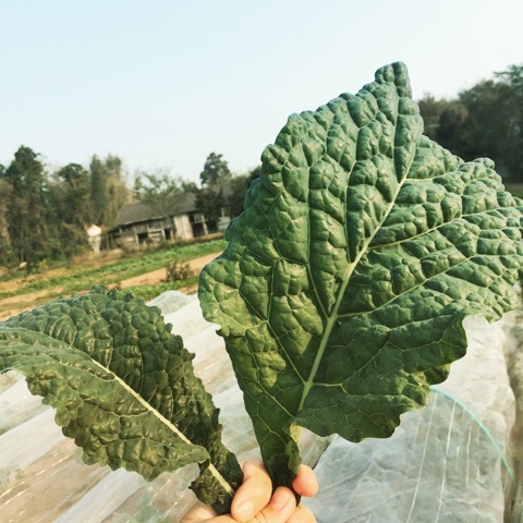 葉物 うさぎ農園 熊本の無農薬イタリア野菜 ナチュラルファーム 通販 宅配