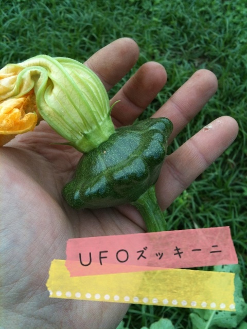 ｕｆｏズッキーニ うさぎ農園 熊本の無農薬イタリア野菜 ナチュラルファーム 通販 宅配