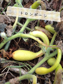 $うさぎ夫婦の農業への道　～熊本で無農薬・有機野菜作りはじめます～-ipodfile.jpg